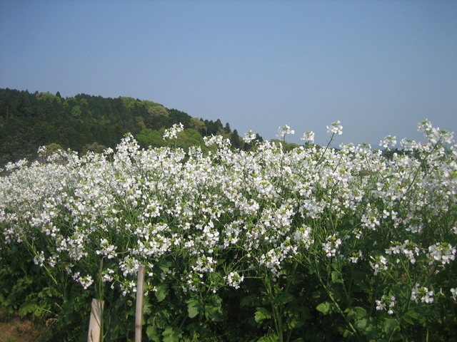 ����Ȃ��ƁE����Ȃ���