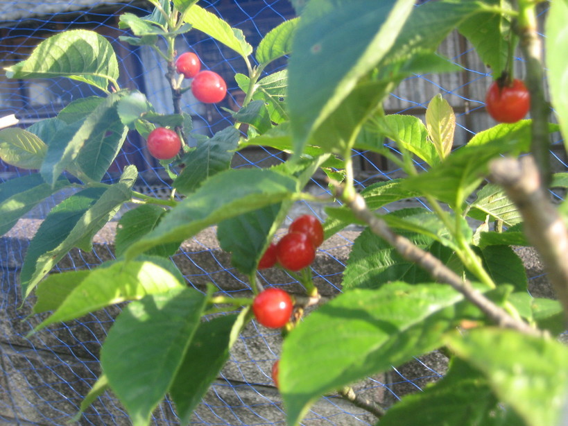 ����Ȃ��ƁE����Ȃ���