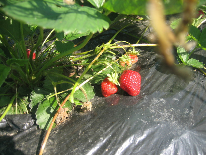 ����Ȃ��ƁE����Ȃ���