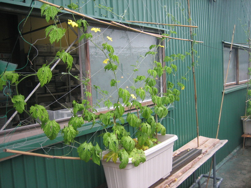 ����Ȃ��ƁE����Ȃ���