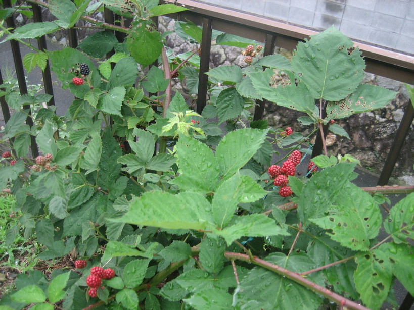 ����Ȃ��ƁE����Ȃ���