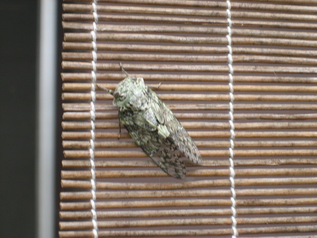 ����Ȃ��ƁE����Ȃ���