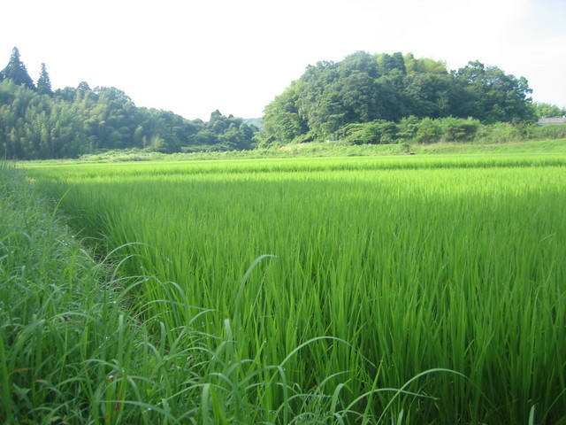 ����Ȃ��ƁE����Ȃ���