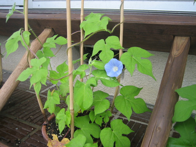 ����Ȃ��ƁE����Ȃ���