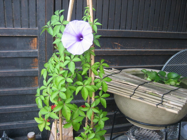 ����Ȃ��ƁE����Ȃ���