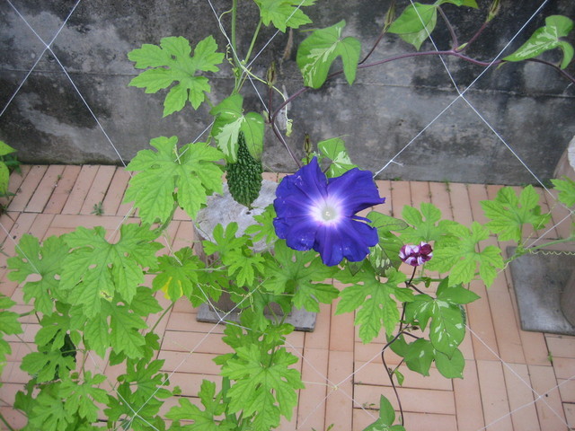 ����Ȃ��ƁE����Ȃ���