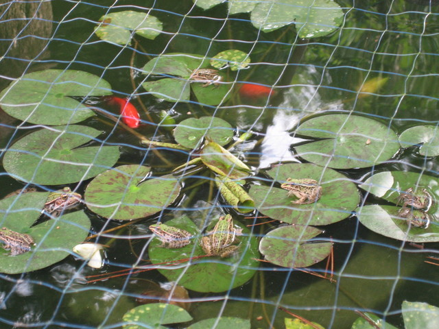 ����Ȃ��ƁE����Ȃ���