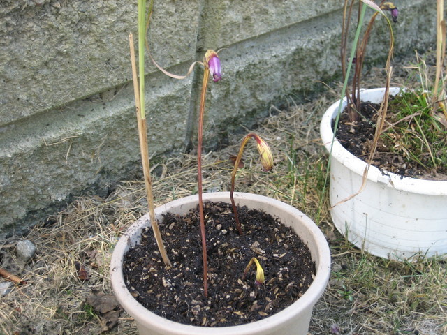 ����Ȃ��ƁE����Ȃ���