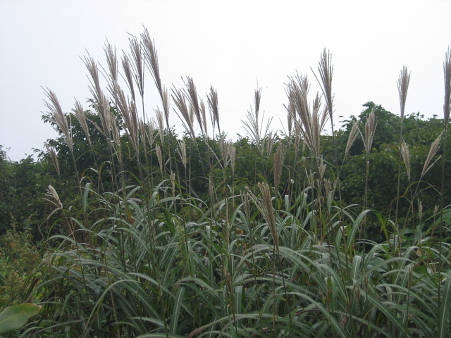 ����Ȃ��ƁE����Ȃ���