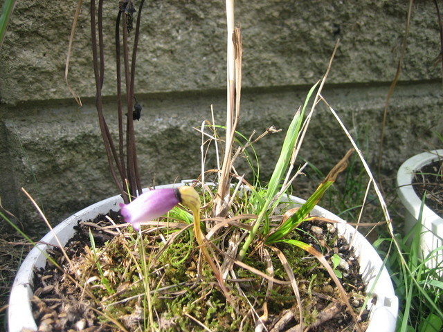 ����Ȃ��ƁE����Ȃ���