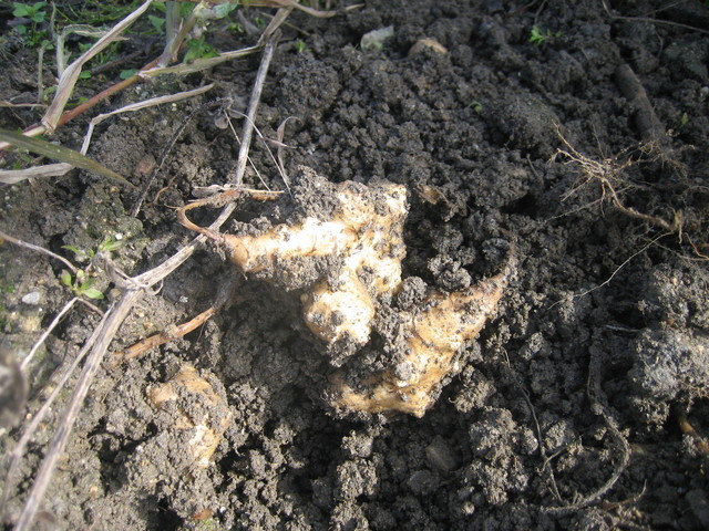 ����Ȃ��ƁE����Ȃ���