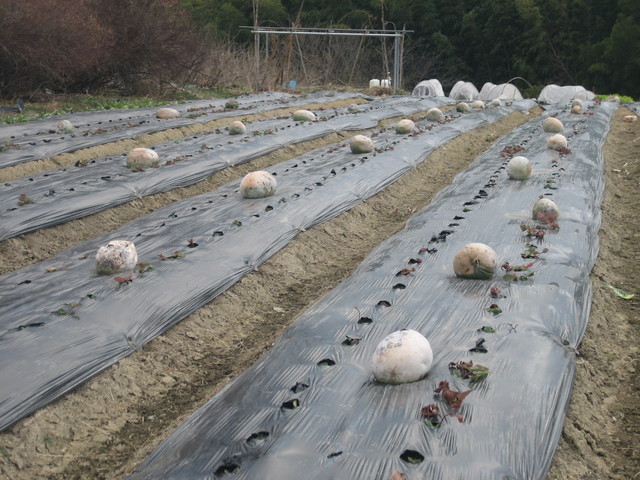 ����Ȃ��ƁE����Ȃ���