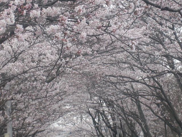 ����Ȃ��ƁE����Ȃ���