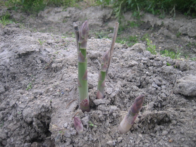 ����Ȃ��ƁE����Ȃ���