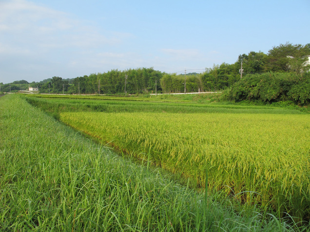 ����Ȃ��ƁE����Ȃ���