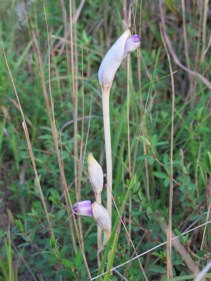 ����Ȃ��ƁE����Ȃ���