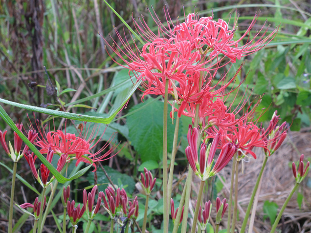 ����Ȃ��ƁE����Ȃ���