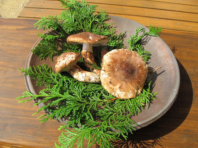 ����Ȃ��ƁE����Ȃ���