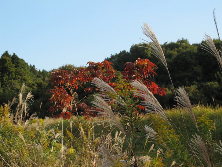 ����Ȃ��ƁE����Ȃ���