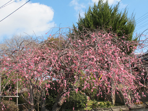 ����Ȃ��ƁE����Ȃ���