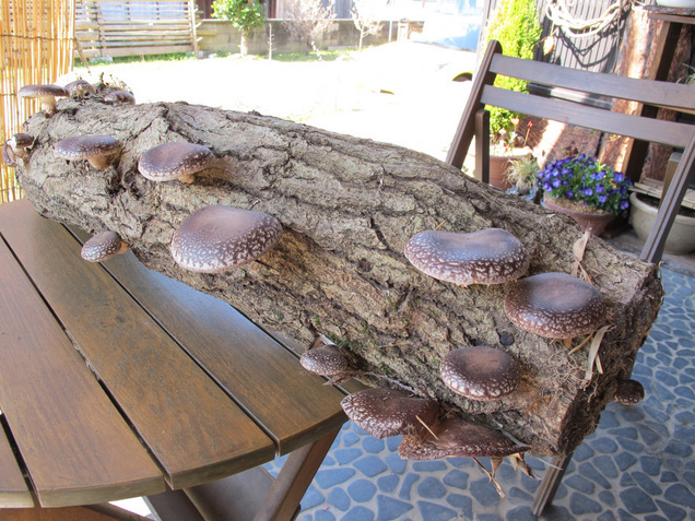 ����Ȃ��ƁE����Ȃ���