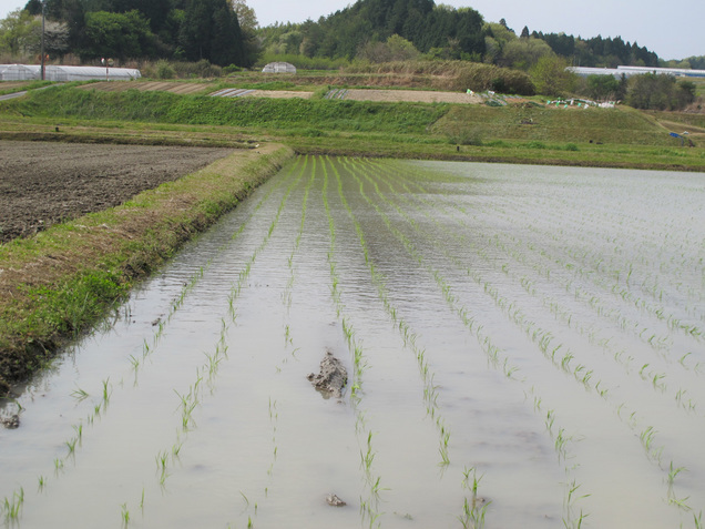 ����Ȃ��ƁE����Ȃ���