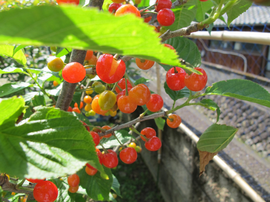 ����Ȃ��ƁE����Ȃ���