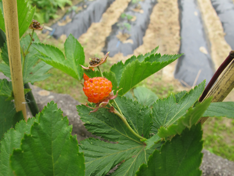 ����Ȃ��ƁE����Ȃ���