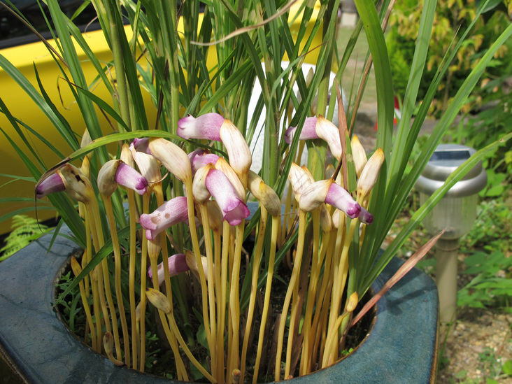 ����Ȃ��ƁE����Ȃ���