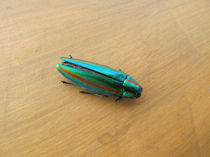 ����Ȃ��ƁE����Ȃ���