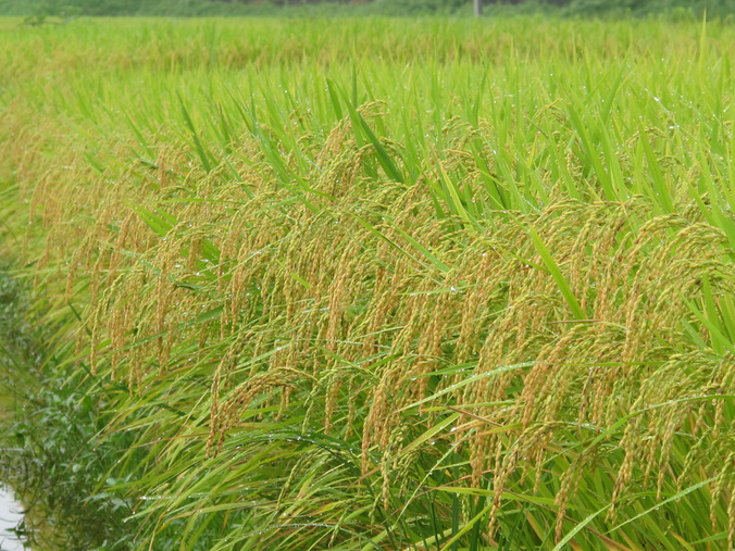 ����Ȃ��ƁE����Ȃ���