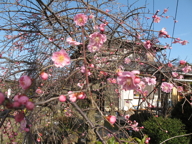 ����Ȃ��ƁE����Ȃ���