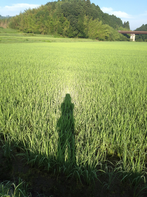 ����Ȃ��ƁE����Ȃ���