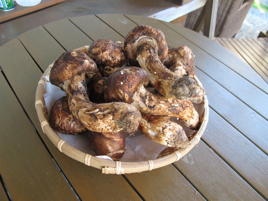 ����Ȃ��ƁE����Ȃ���