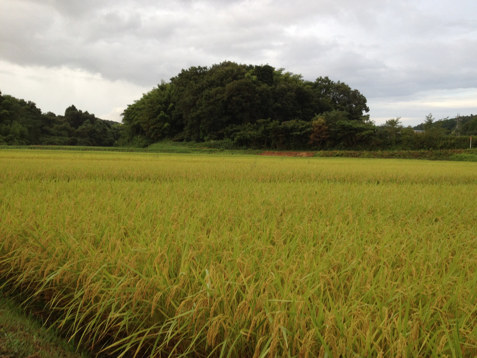 ����Ȃ��ƁE����Ȃ���