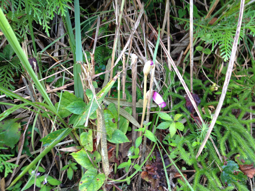 ����Ȃ��ƁE����Ȃ���