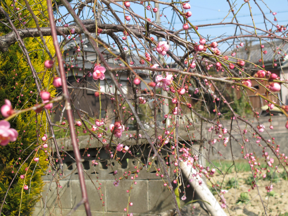 ����Ȃ��ƁE����Ȃ���