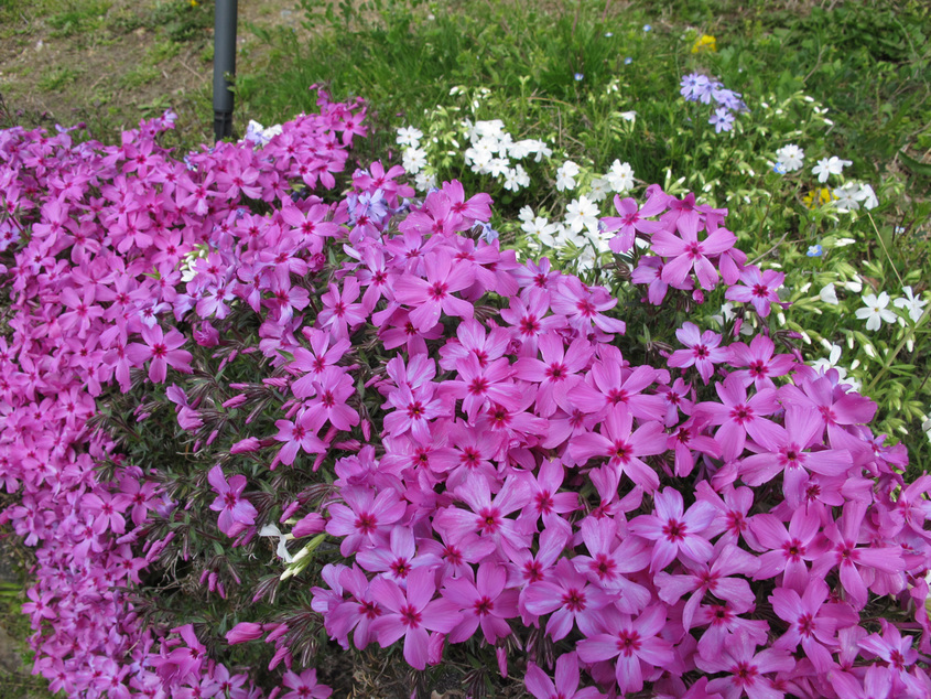 ����Ȃ��ƁE����Ȃ���