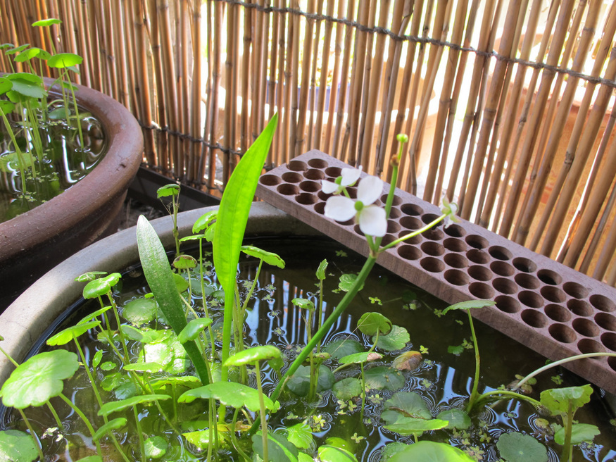 ����Ȃ��ƁE����Ȃ���