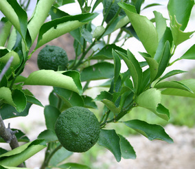 �`�����l���ǂ񂮂�