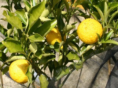 �`�����l���ǂ񂮂�