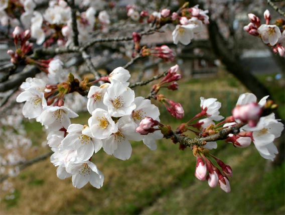 �`�����l���ǂ񂮂�