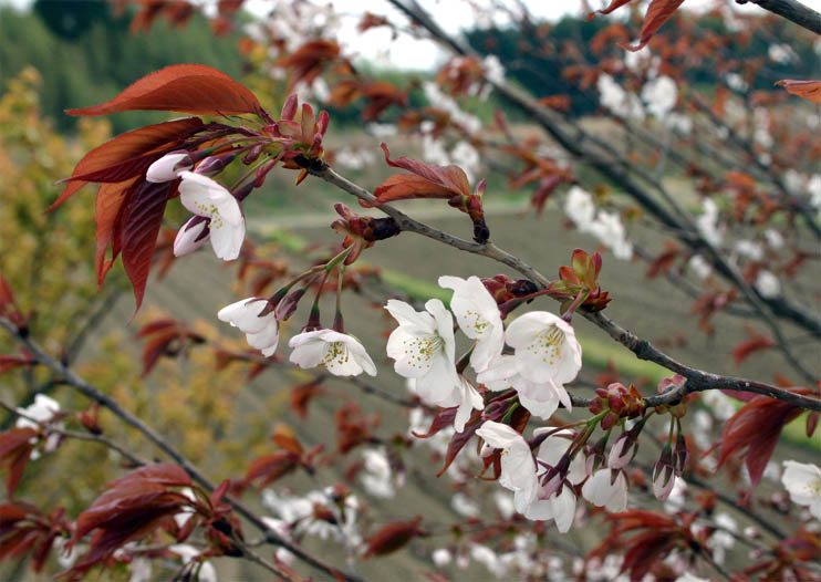 �`�����l���ǂ񂮂�