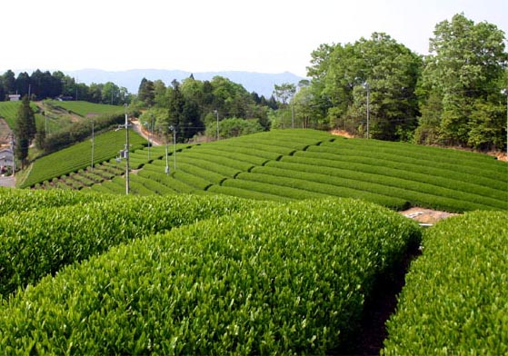 �`�����l���ǂ񂮂�