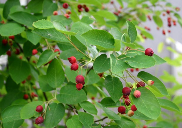 �`�����l���ǂ񂮂�