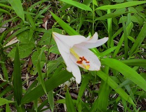 �`�����l���ǂ񂮂�