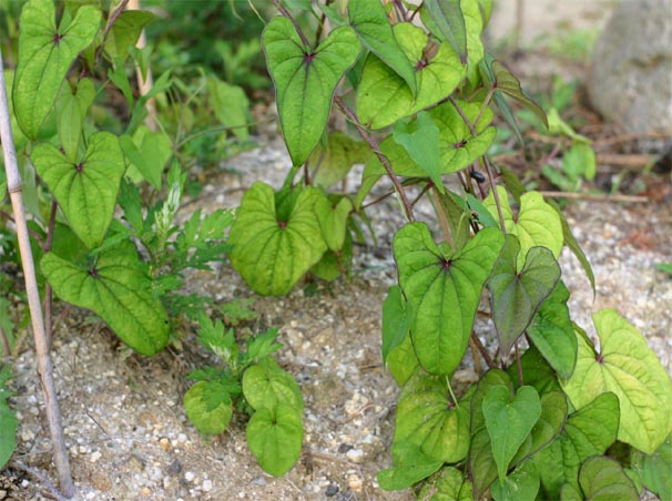 �`�����l���ǂ񂮂�