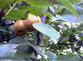 �`�����l���ǂ񂮂�