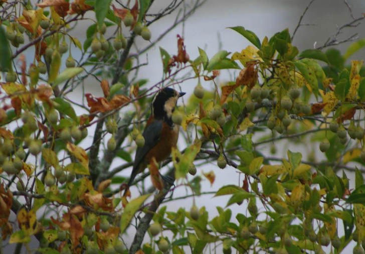 �`�����l���ǂ񂮂�