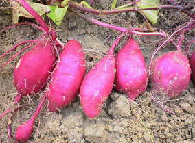 �`�����l���ǂ񂮂�